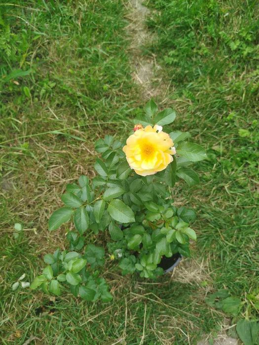 Троянда, Роза в контейнері "Château de Cheverny" є різні сорти