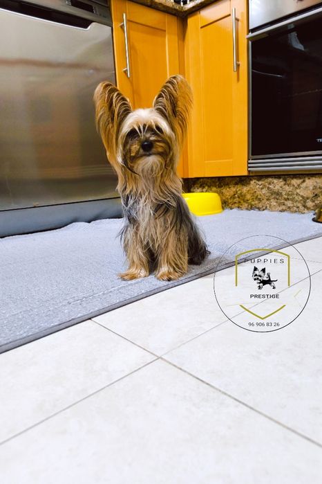 Yorkshire Terrier. Procuramos namoradas