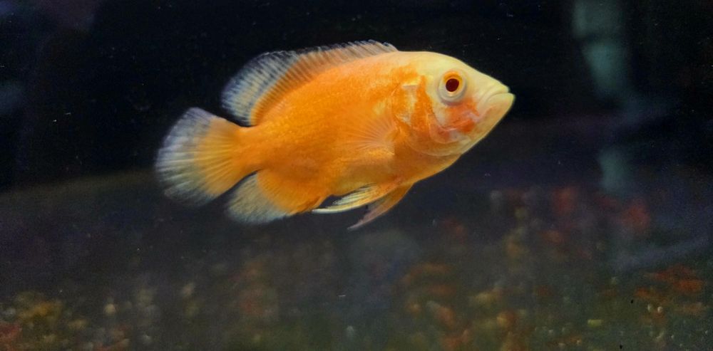 Pielęgnica pawiooka red albino/ red chili