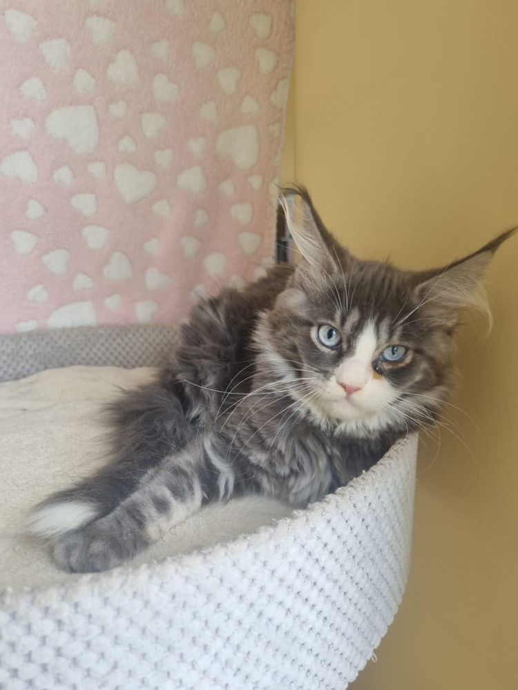 Wyjatkowa kotka Maine Coon z niebieskimi oczami