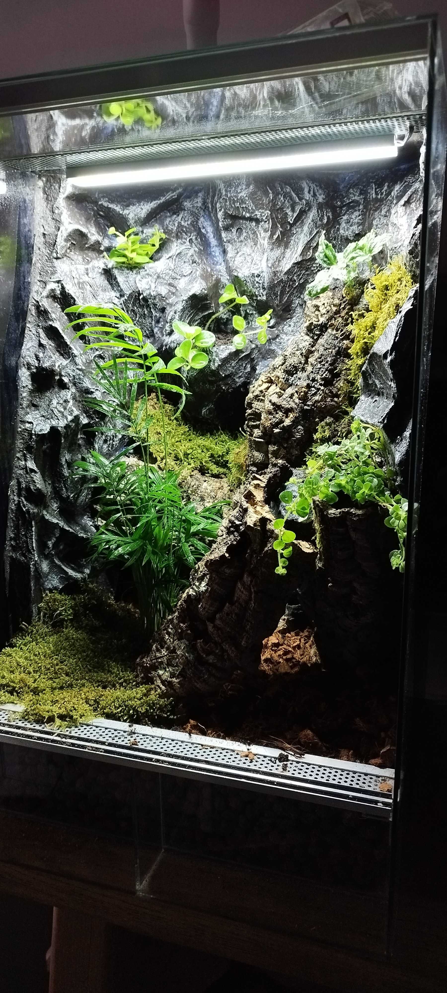 Terrarium bioaktywne dla gekona orzęsionego 40x40x60 ( Exotic Leszno )