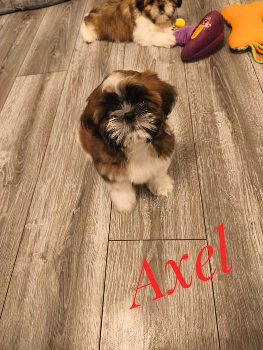 Shih Tzu - Axel - kawaler do wzięcia