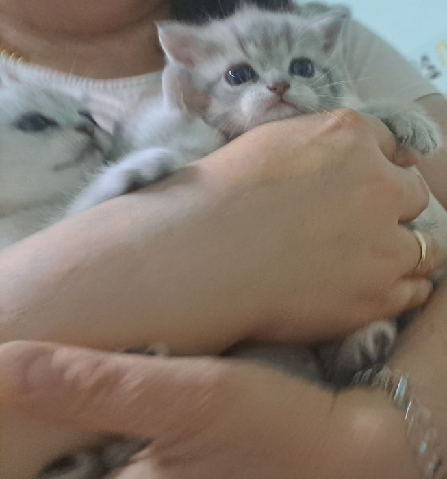 Британські короткошерсті чистокровні кошенята срібна шиншила