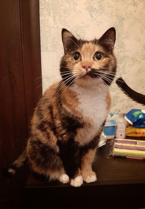 Кошечка шукає дім!