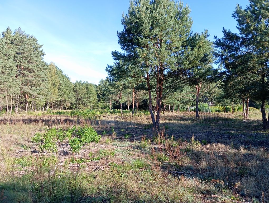 Działka budowlana/ Wypychów -Podlesie/gm.Zelow/zamienię/