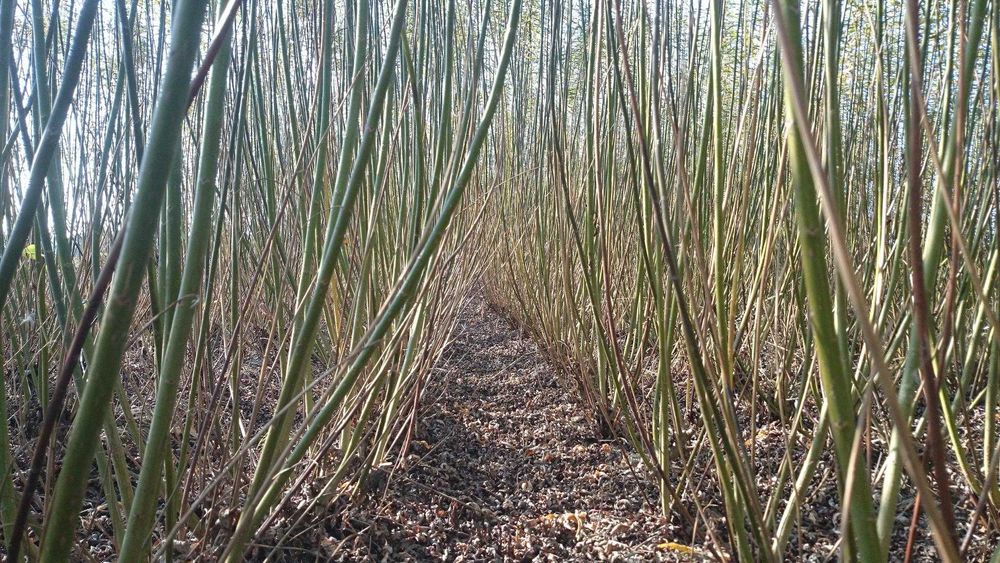 Wierzba energetyczna, sztobry, sadzonki Salix GIGANTEA
