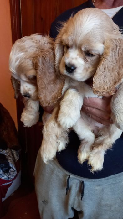 Дівчатка і хлопчики американський кокер-