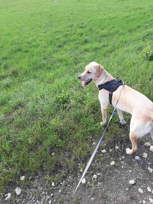 Oddam pieska rasy Labrador Retrivier  w dobre ręce (za darmo)