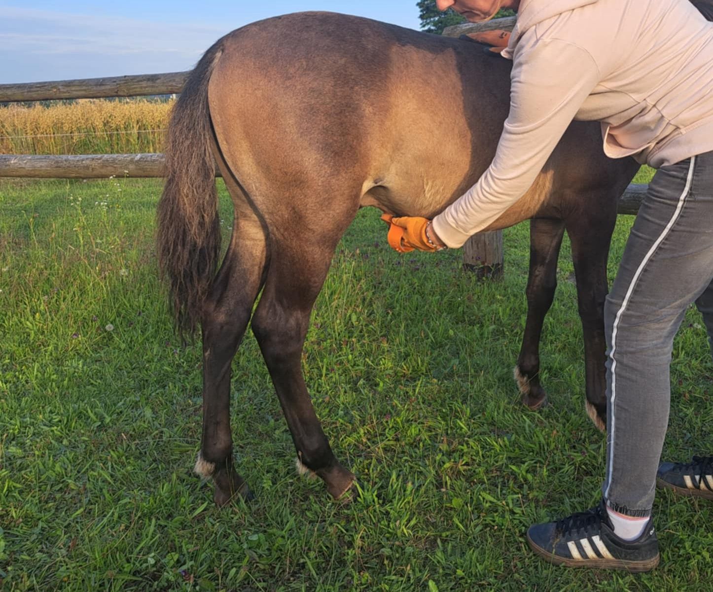 Sprzedam Ogierka huculskiego