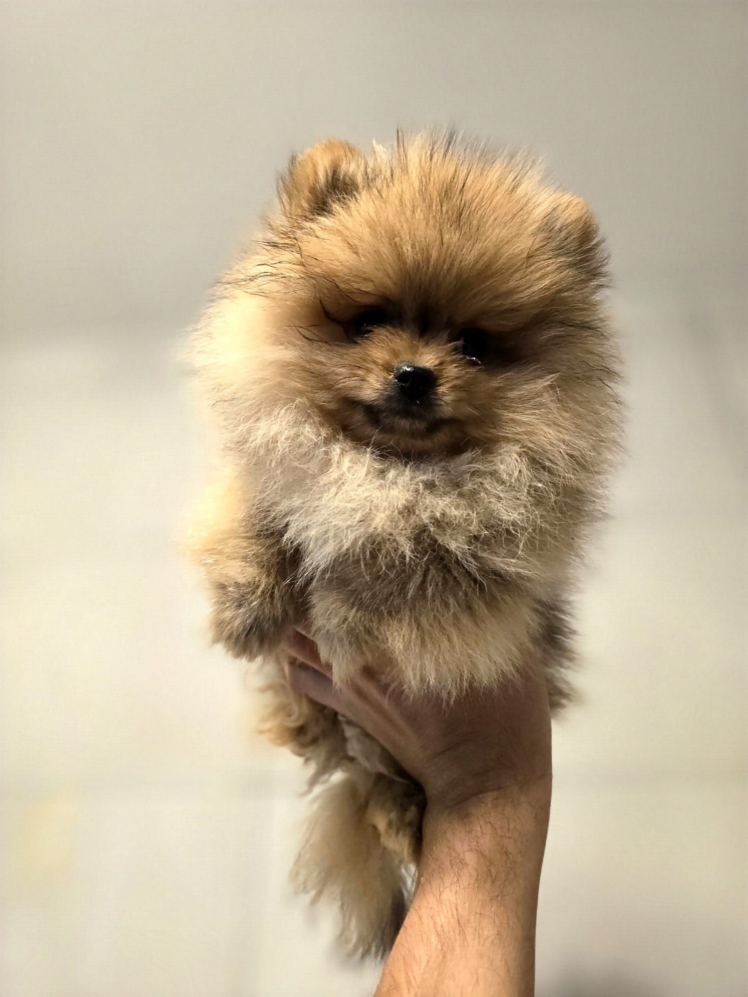 Szpic miniaturowy POMERANIAN szczeniak piesek