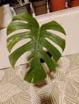 Monstera variegata