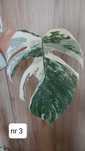 Monstera variegata