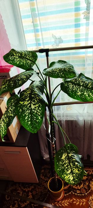Дифенбахія - доросла