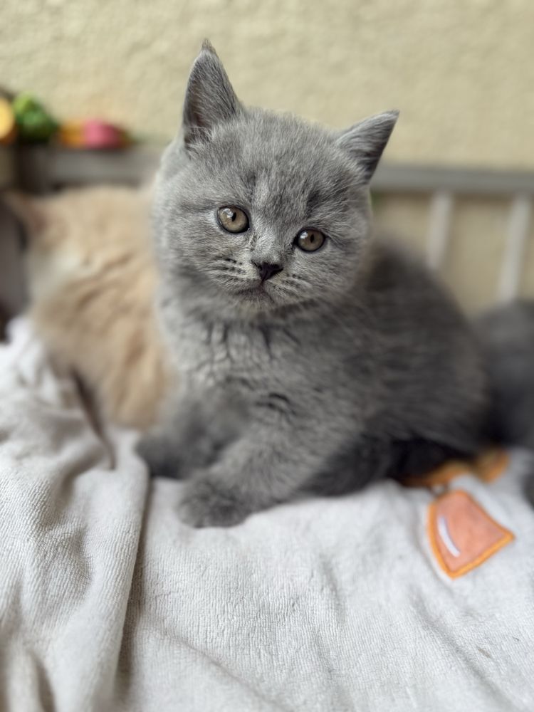 brytyjski niebieski kocurek