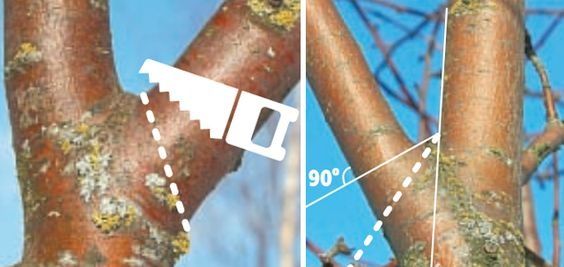 Качественная обрезка и удаление деревьев в Киеве, выезд бесплатный!