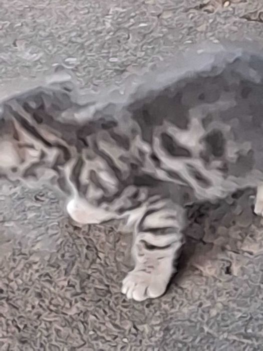 Продаю котят Бенгальские коти тигри