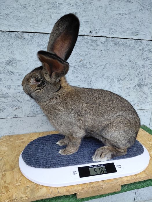 Olbrzym belgijski, króliki, samiec