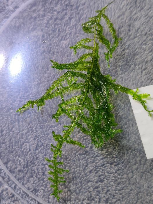 Mech Spiky Moss do akwarium