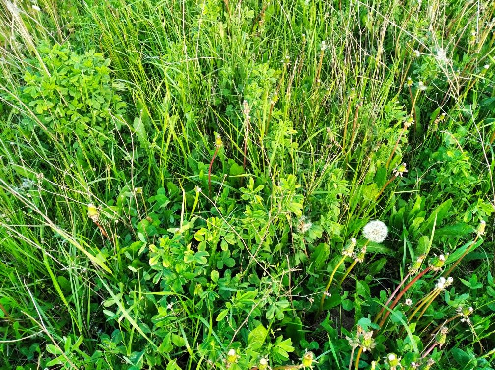 Sianokiszonka bele na zielono trawa lucerna