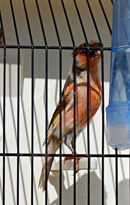 Canários de excelente qualidade para exposições a partir de 20€