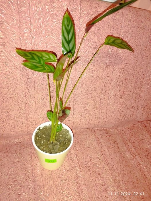 Продам кімнатні рослини