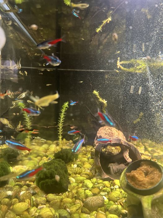 Akwarium 60l z rybkami