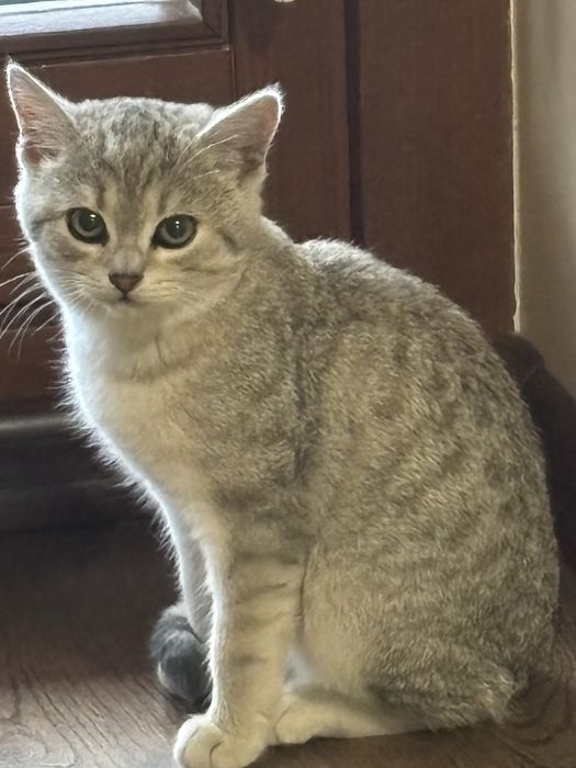 кошеня 3,5 місяці