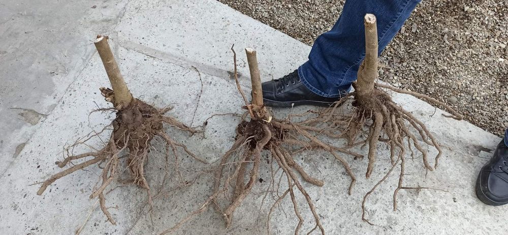 Павловні, Павловнии, Павловнія, МОРОЗОСТІЙКА ДВОРІЧНА!!!