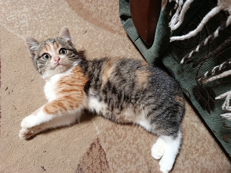 Віддам кошеня в хороші руки!