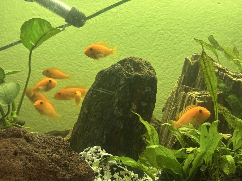 Sprzedam pyszczaki malawi spore stado