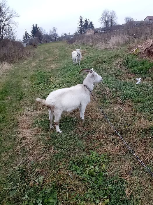 Продам дві кози в хороші руки