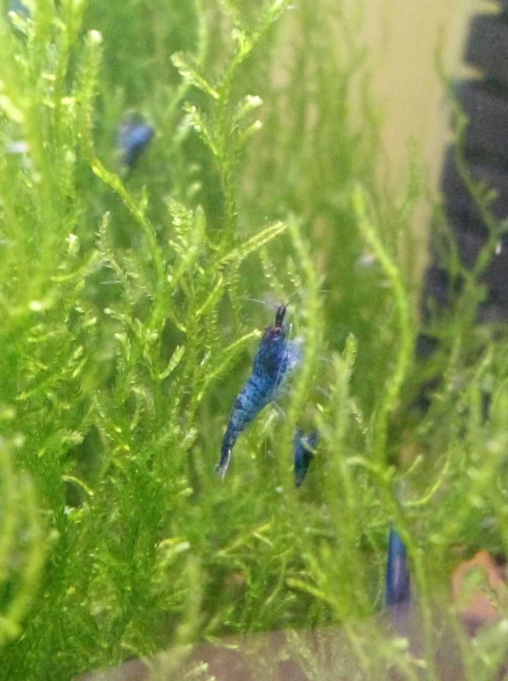 Krewetki Neocaridina Blue