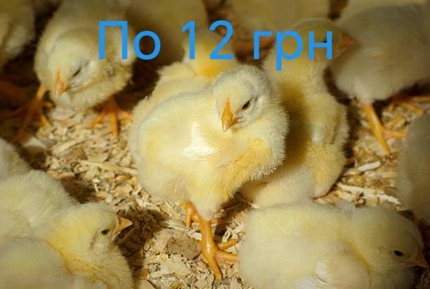 Птиця Несушки Кури Курчата Циплята Півники Півні Півень Петухи Петушки