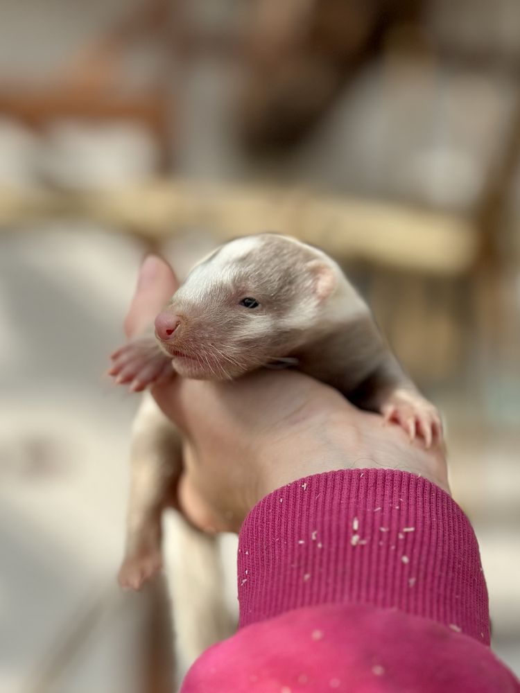 Skunks młody 2025 rezerwacja odbiór lipiec kolory