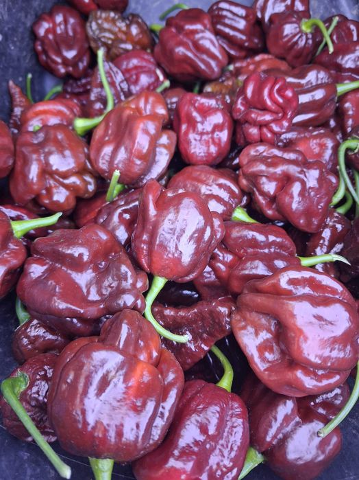Продам перець хабанеро
