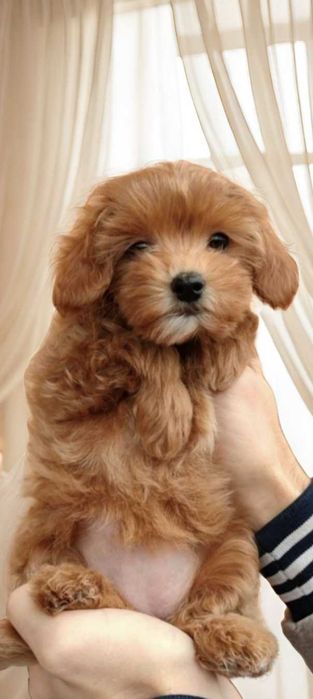 Карамельная малышка мальтипу.