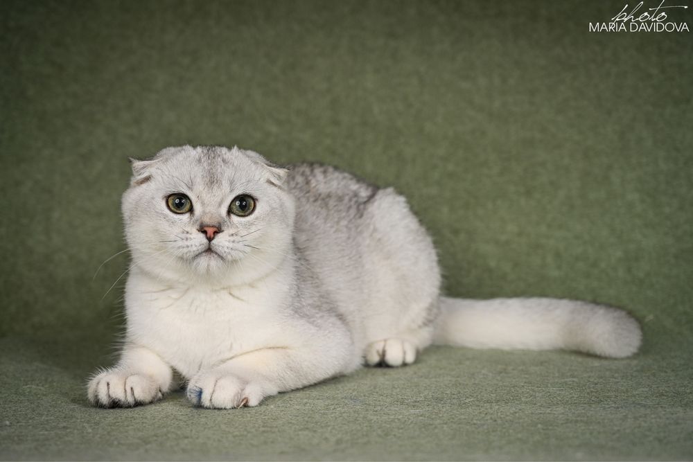 Yago шотландец 4,5 месяца