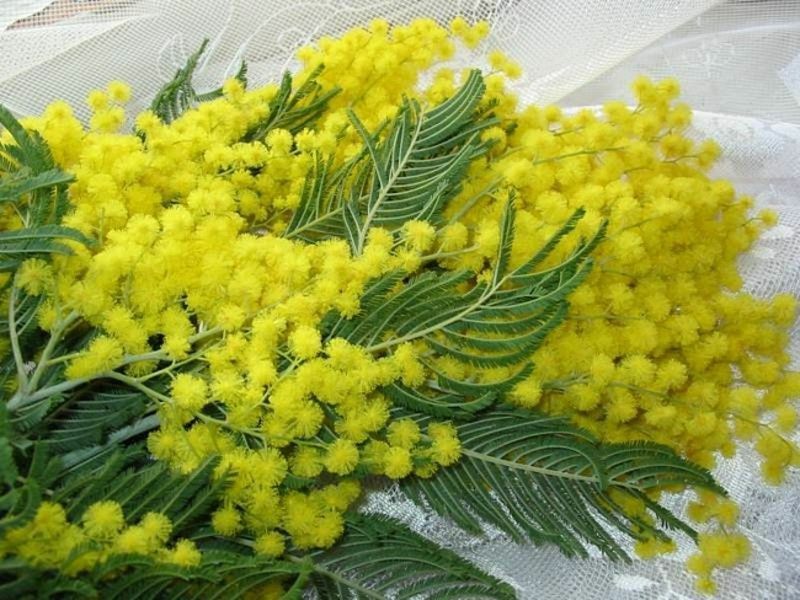 Акация дильбата (мимоза) / acacia dealbata