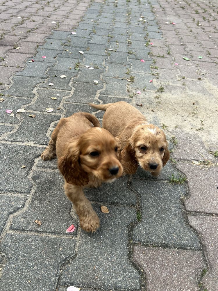 Szczeniaki Cocker Spaniel