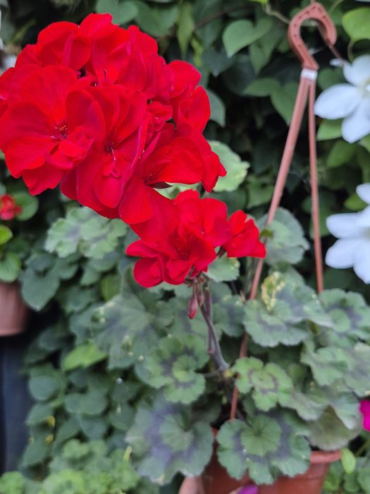 Пеларгонія,бальзамін