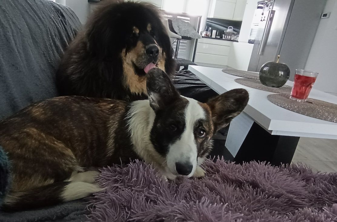 Welsh Corgi Cardigan zapowiedź- ZKwP,26 lat hodowli Rivulus FCI