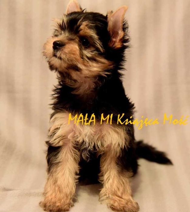 yorkshire terier york suczka rodowód ZKwP / FCI