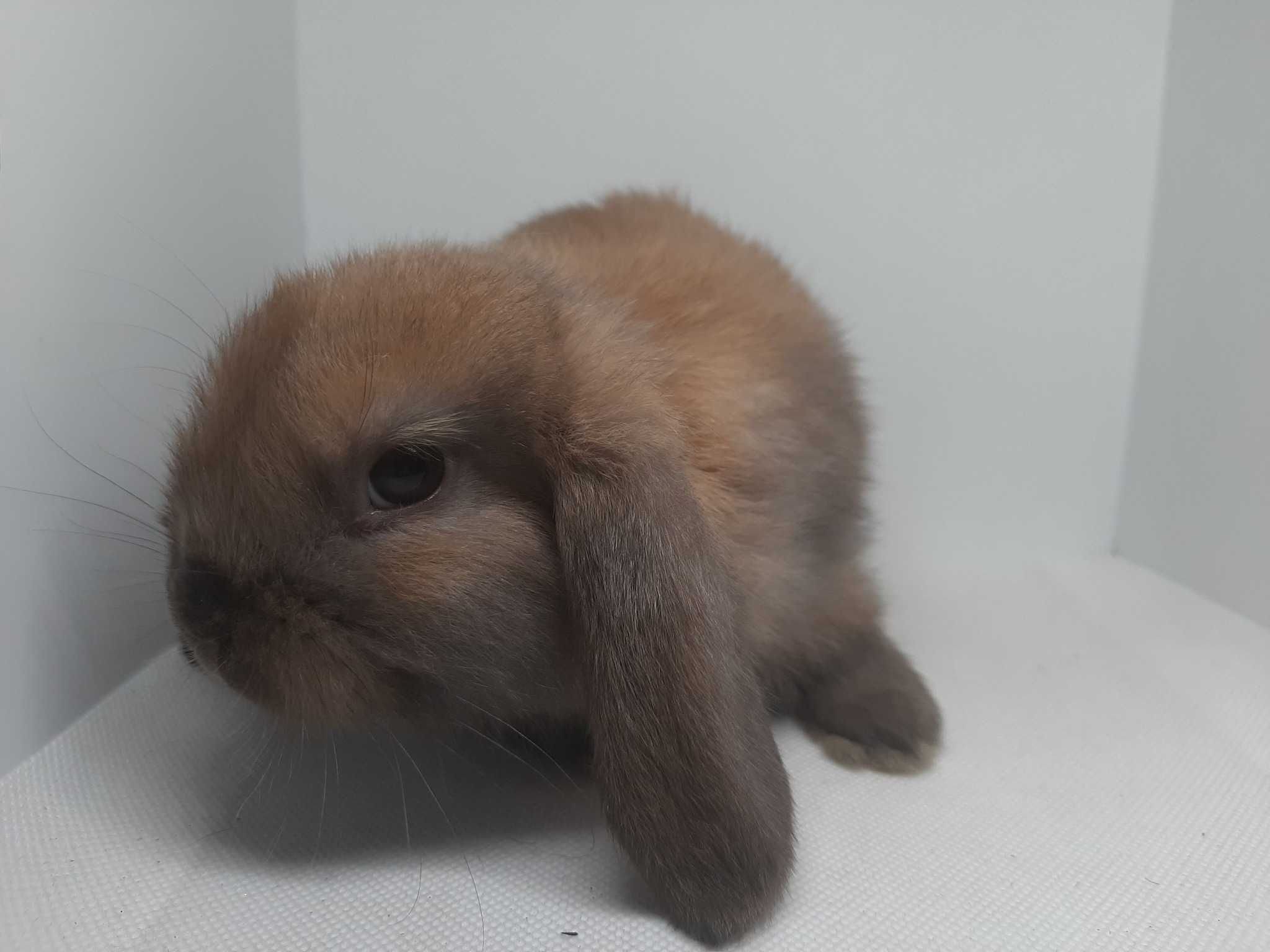 Mini lop, baranek, królik minaturka, hodowla Poznań