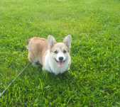 Welsh Corgi Pembroke suczka rudo- biała Natural Bobtail ARIELKA