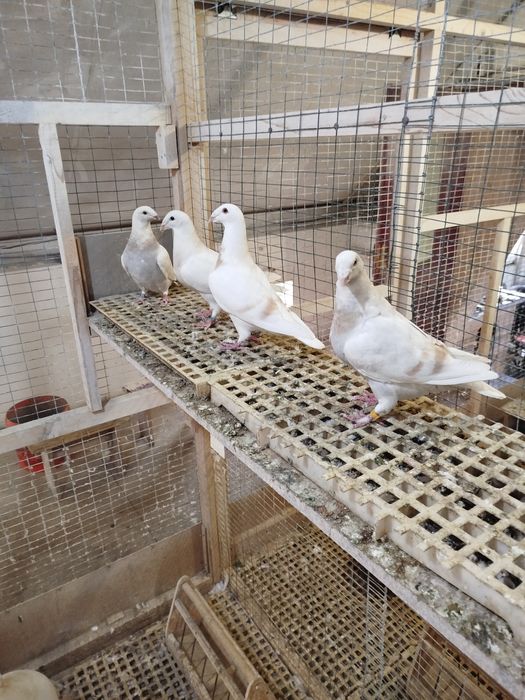 Птахи декоративні