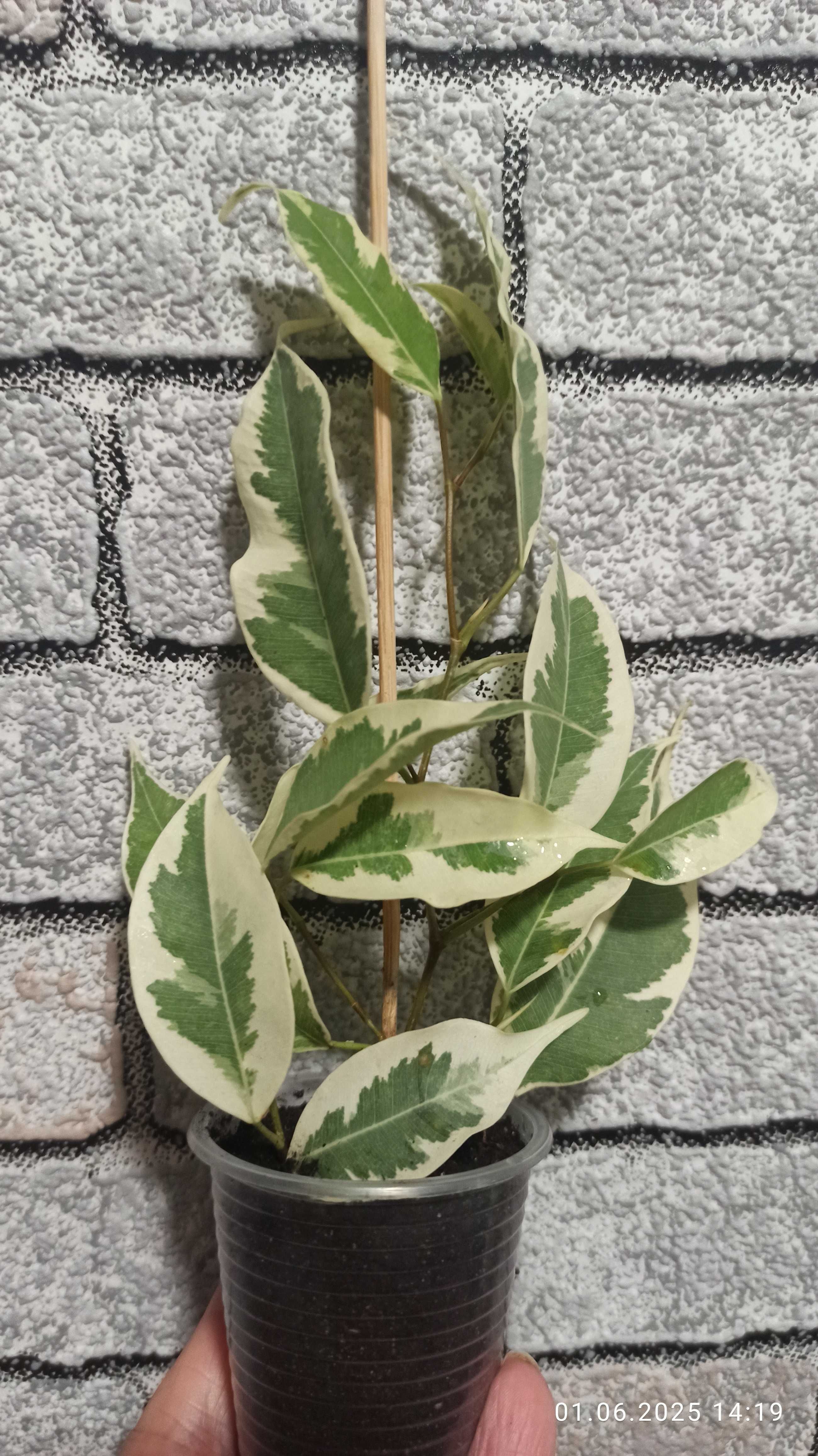 Фікус Де Гантель,Ficus De Gantel
