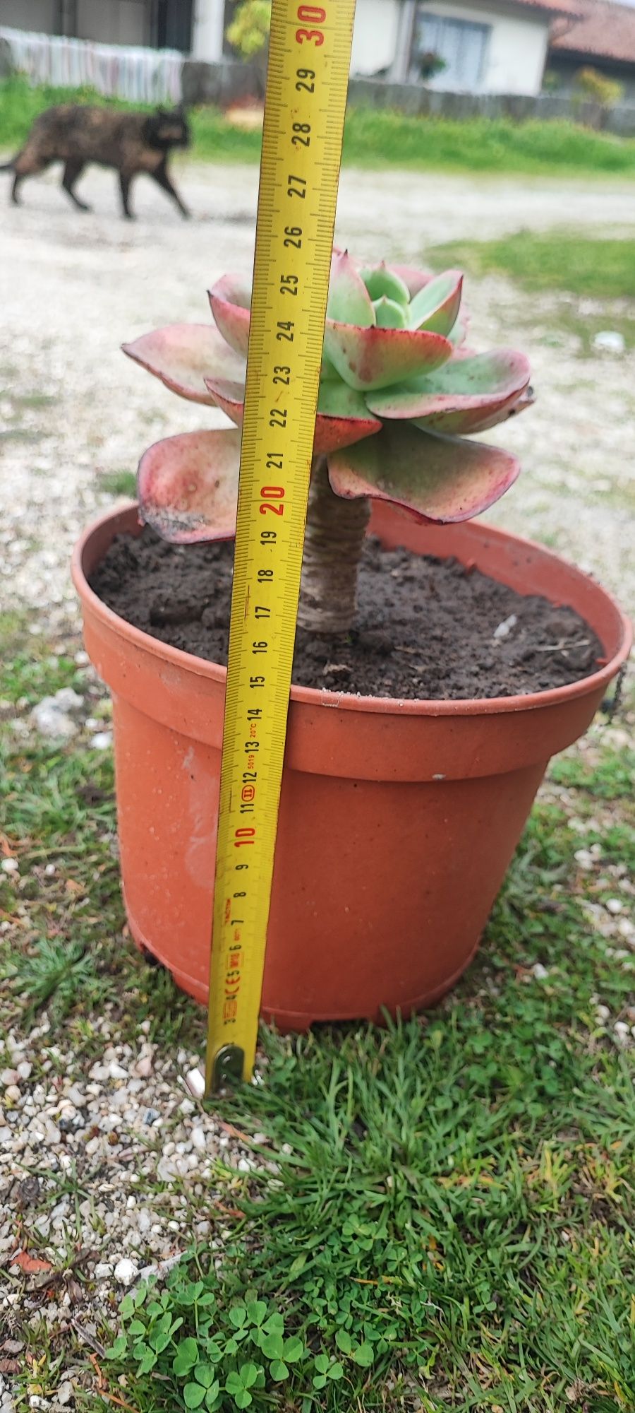 Planta suculenta