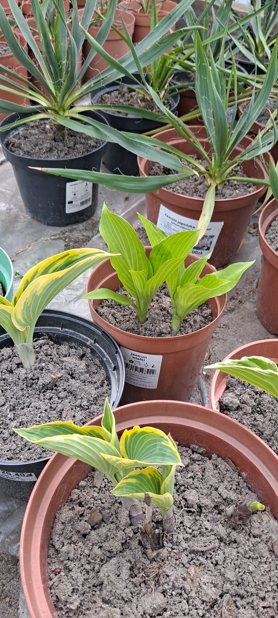 Funkia, funkie, hosta rosliny ogrodowe kilka odmian