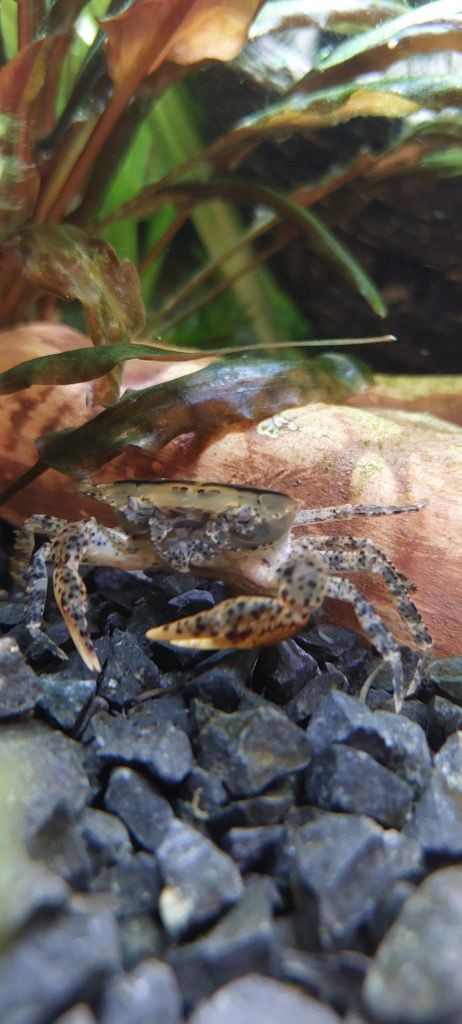 Krab Mekhong  młode