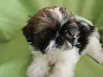 Suczka Shih Tzu tricolor